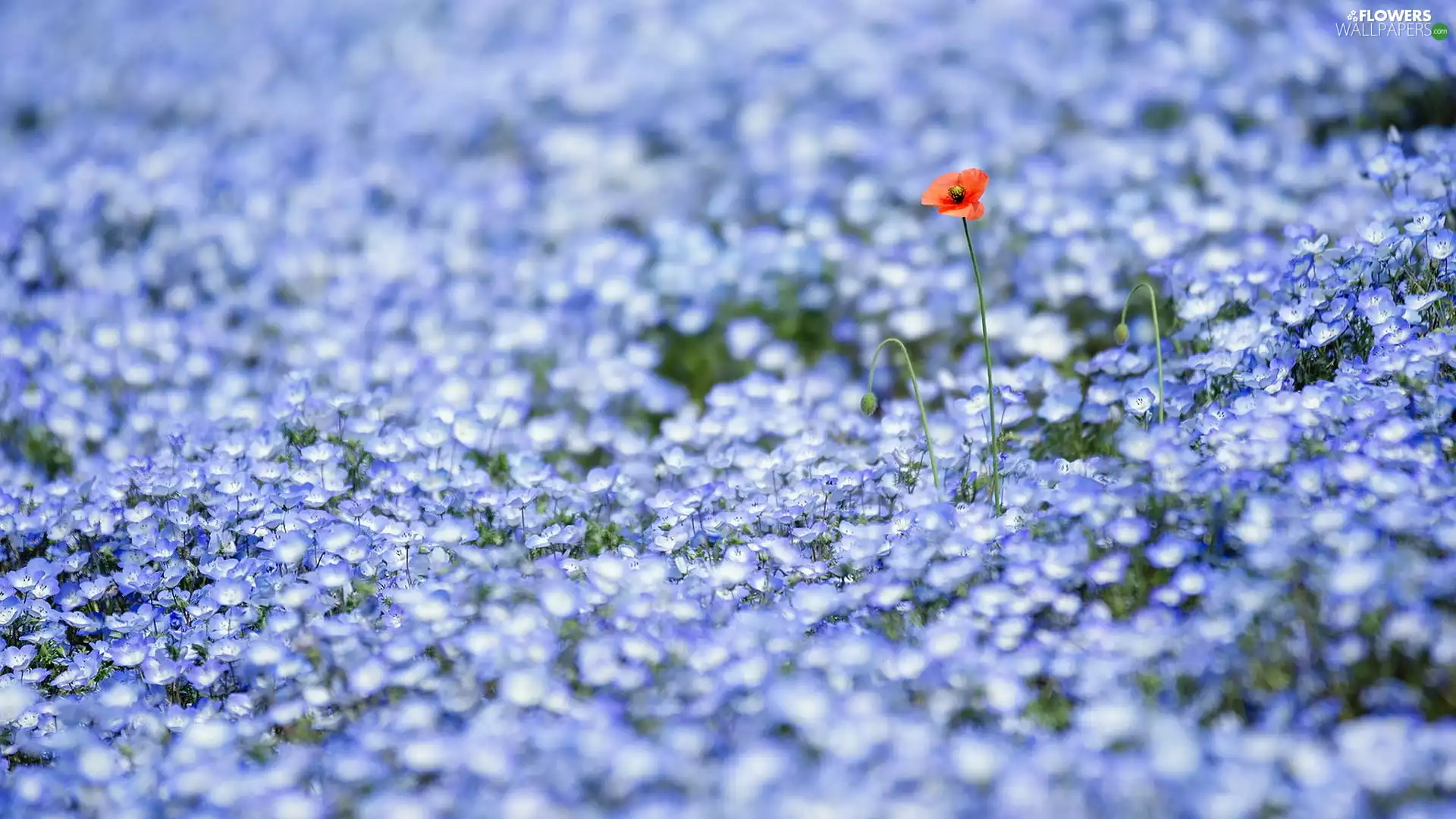 car in the meadow, red weed, Flowers