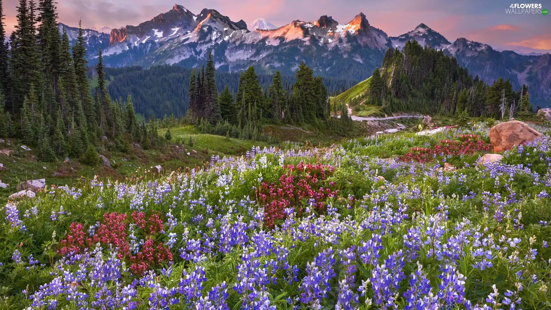 Cascade Mountains, Mount Rainier National Park, viewes, Meadow, trees, Washington State, The United States, lupine