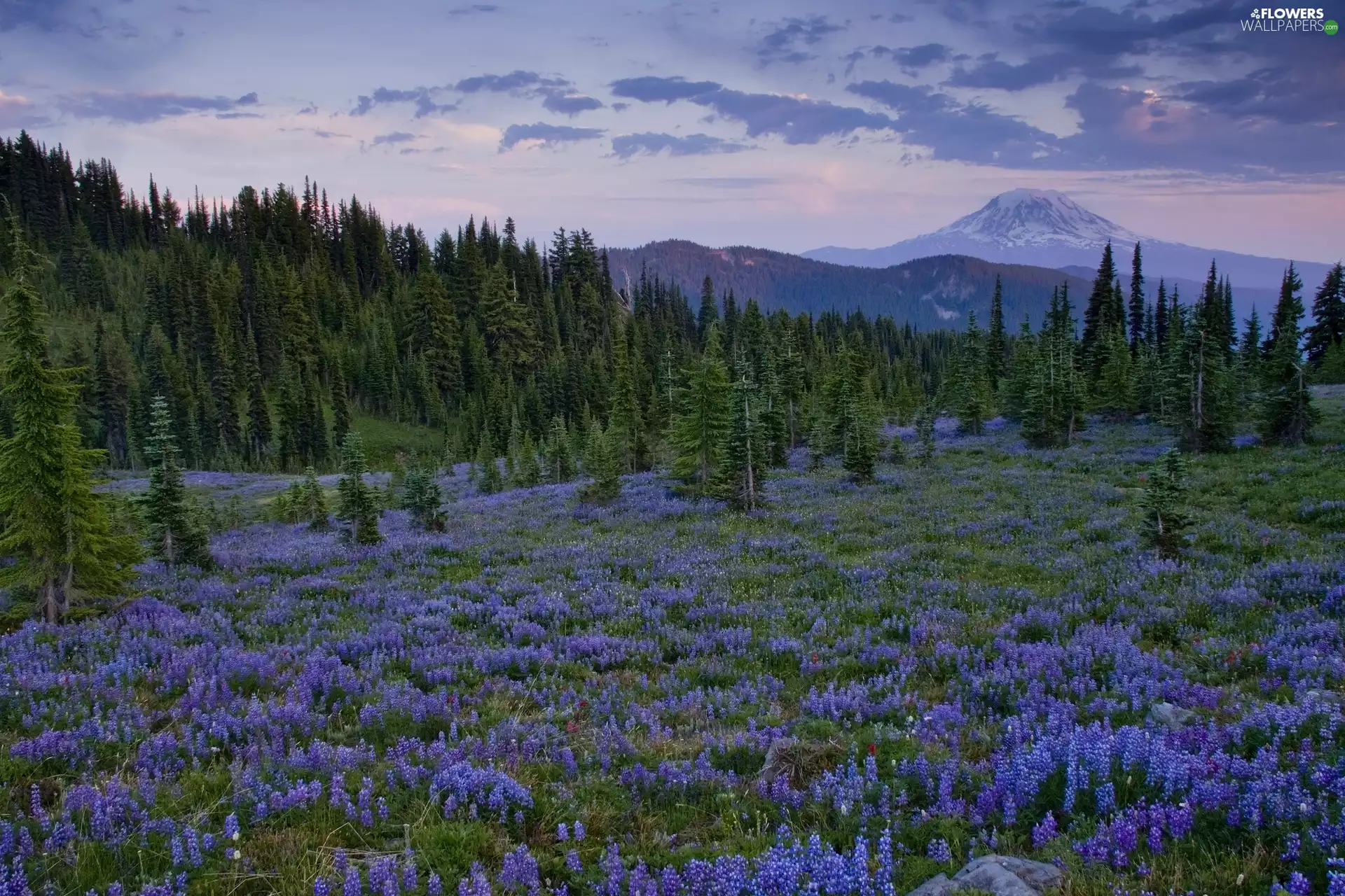 Cascade Mountains, car in the meadow, forest, Meadow, lupine, Washington State, The United States, Flowers
