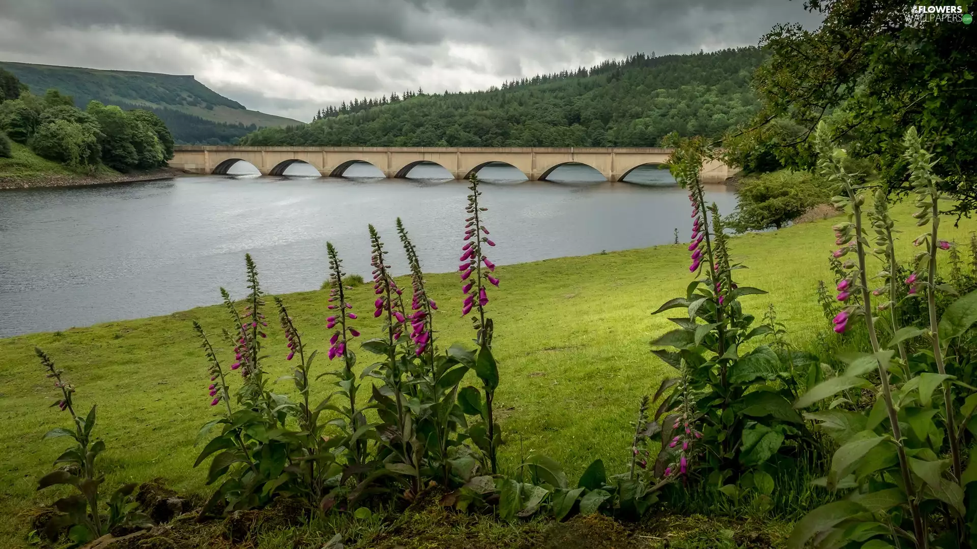 River, foxglove, trees, Meadow, Flowers, bridge, viewes