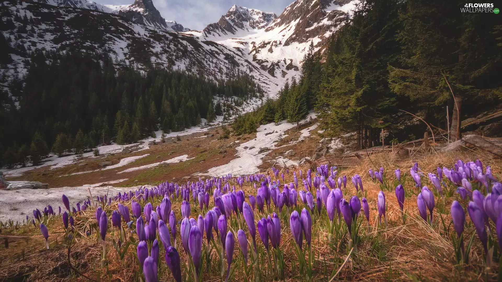 Mountains, Snowy, trees, viewes, crocuses, Spring, car in the meadow, purple, woods