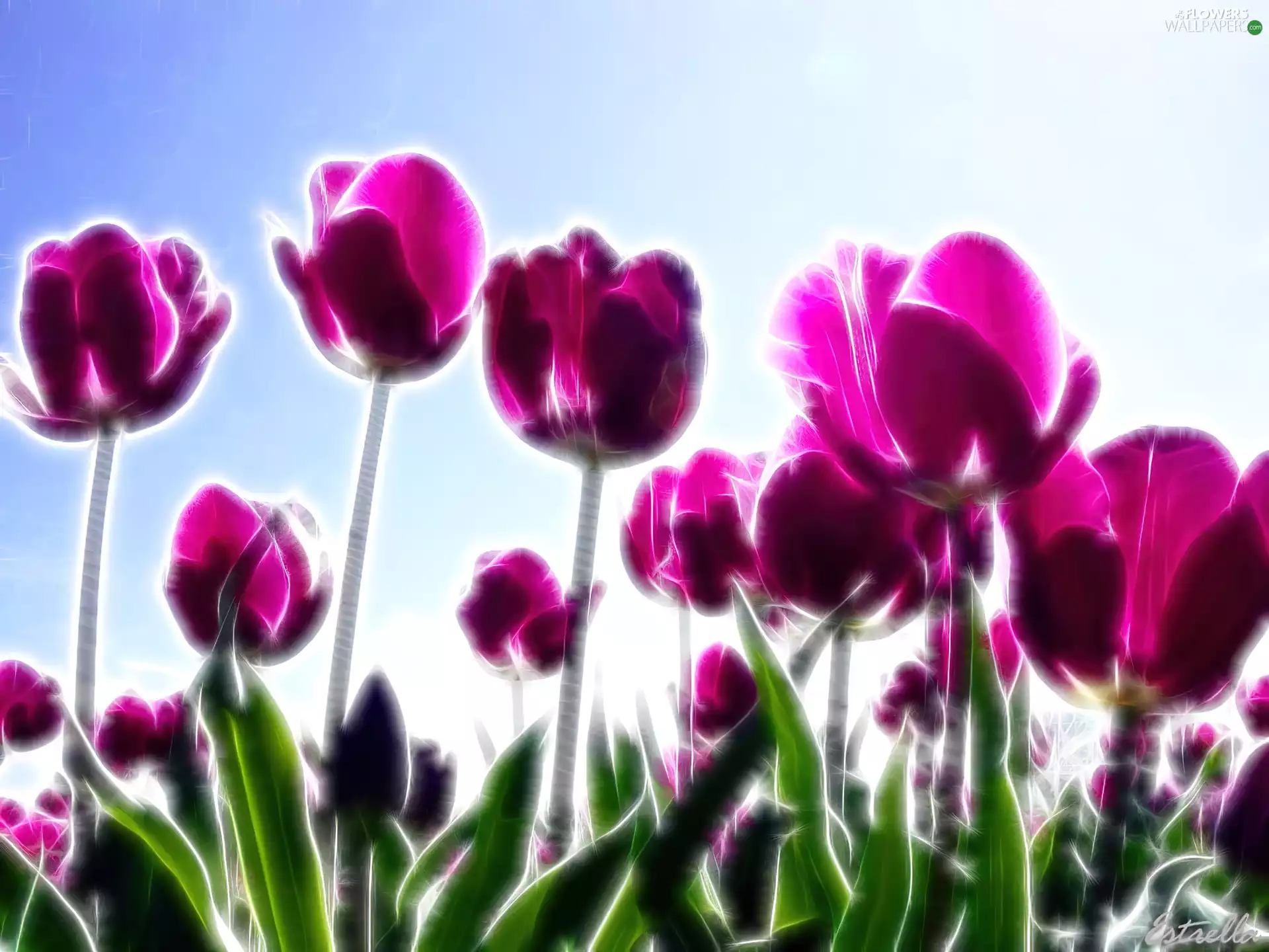Meadow, purple, Tulips