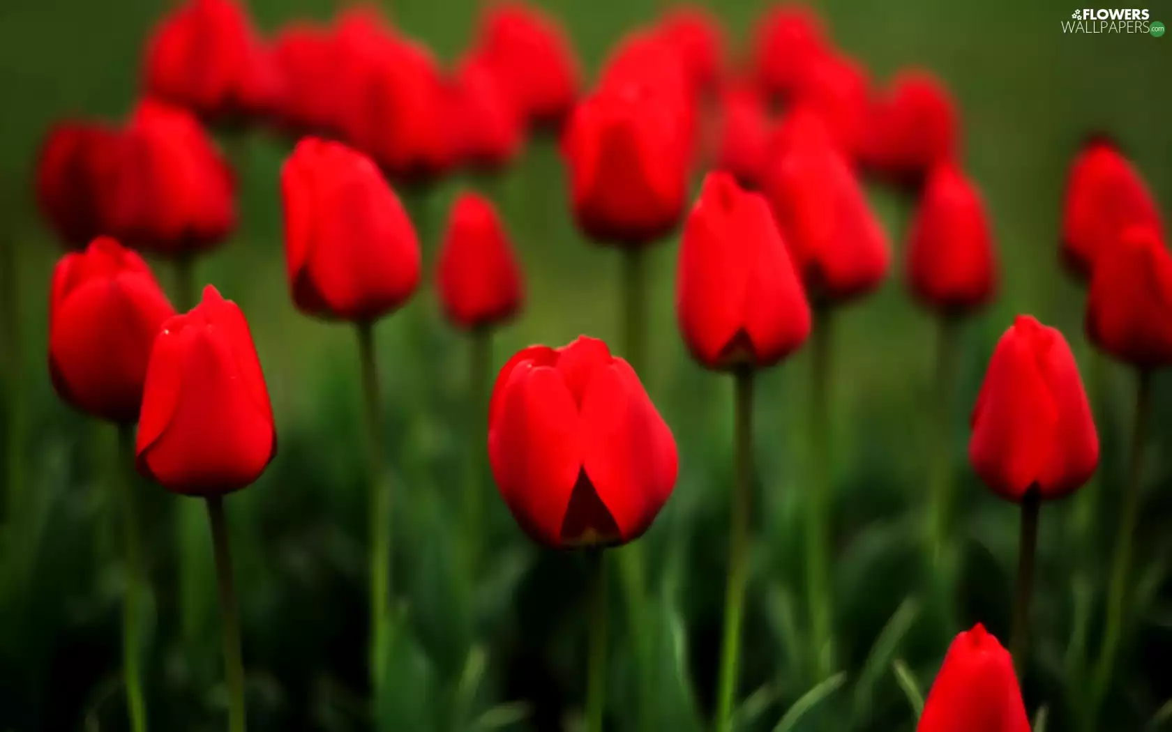 Meadow, Red, Tulips