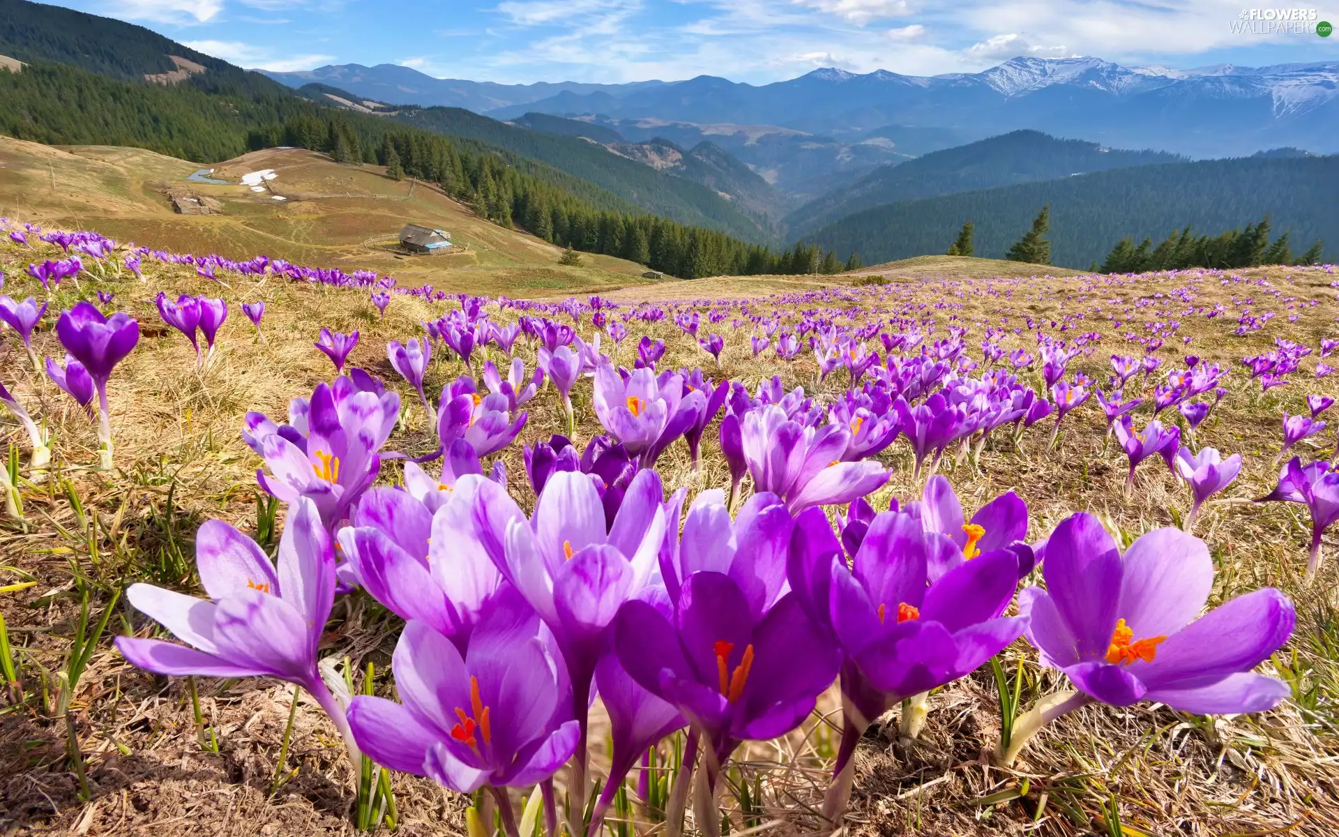 Meadow, Mountains, Flowers, crocuses, Sky, clouds, viewes, forest, trees
