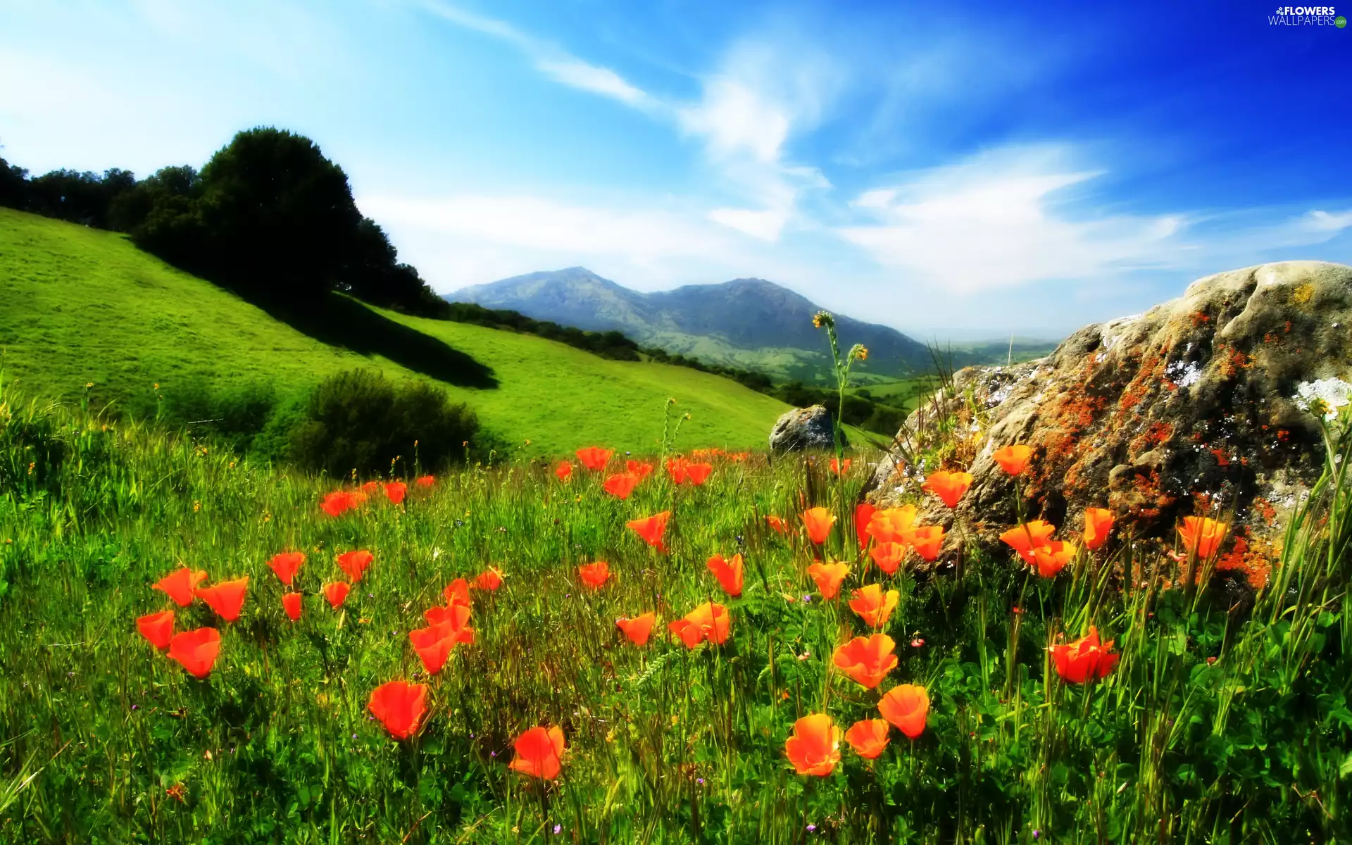 red weed, Mountains, Meadow