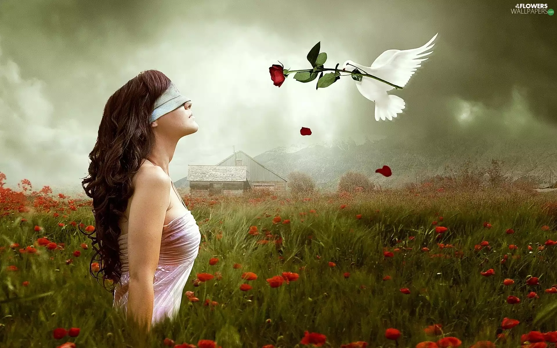 rose, Meadow, Women, pigeon, fantasy