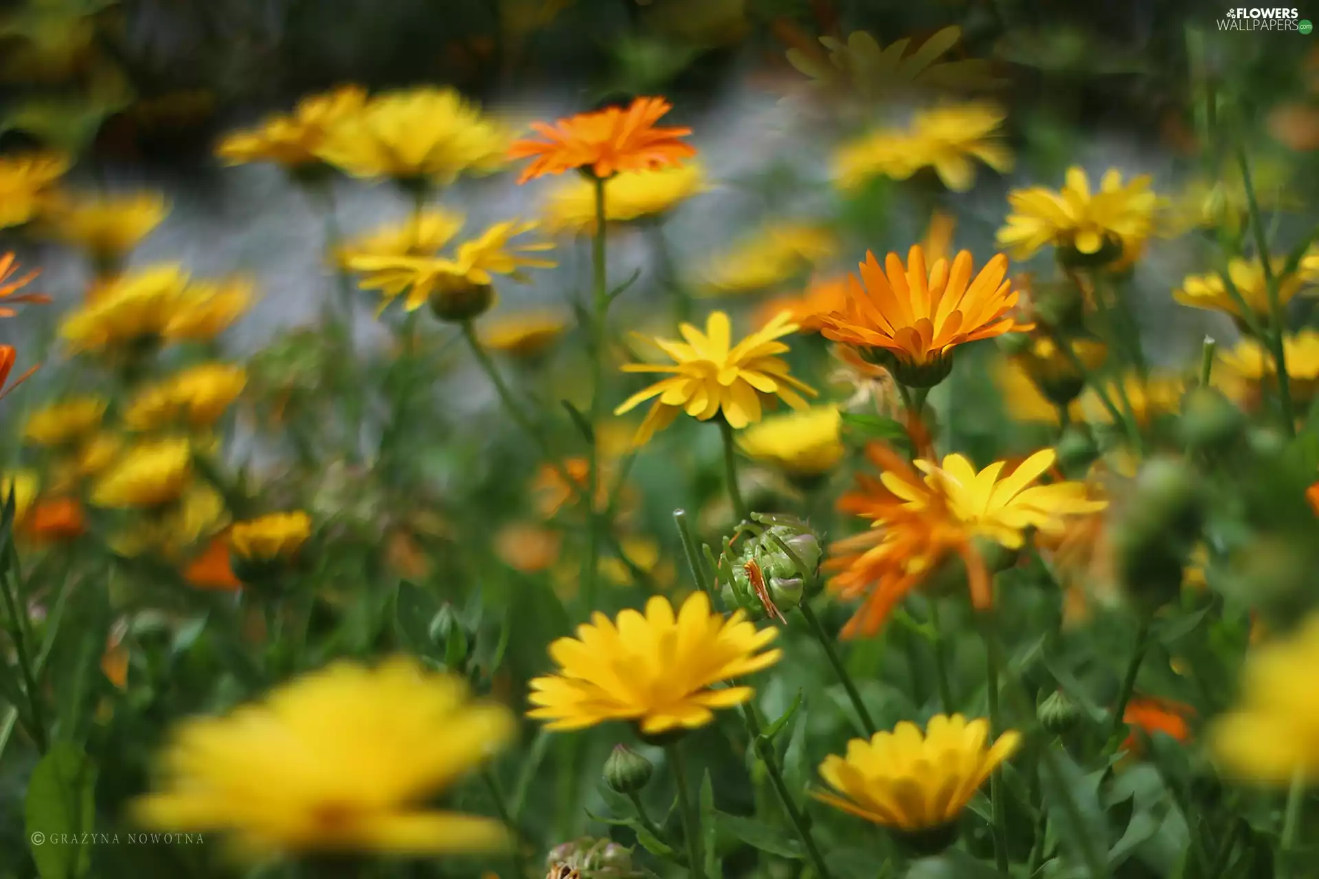 Marigold Medical, Orange, Flowers, Yellow