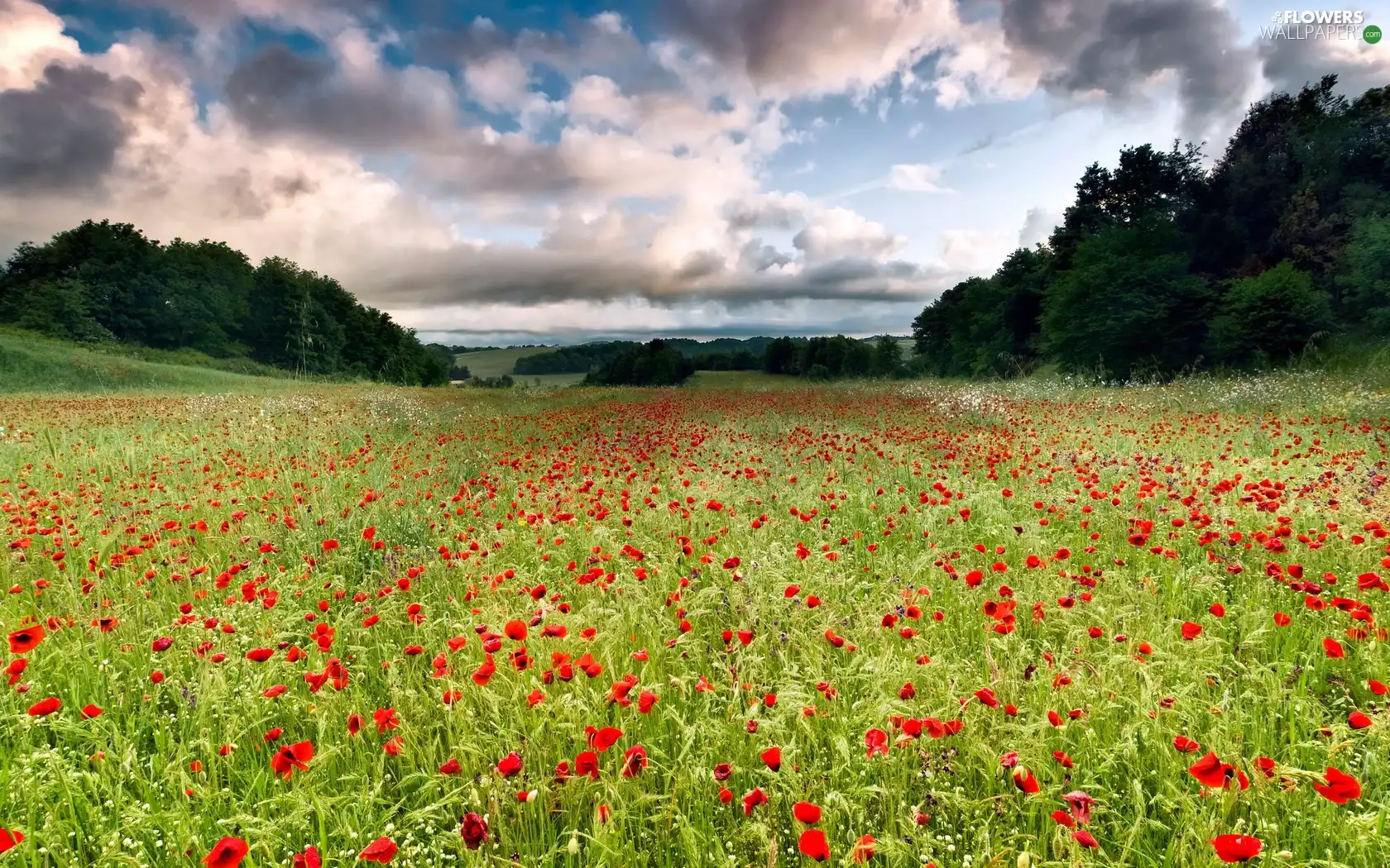 papavers, viewes, medows, trees