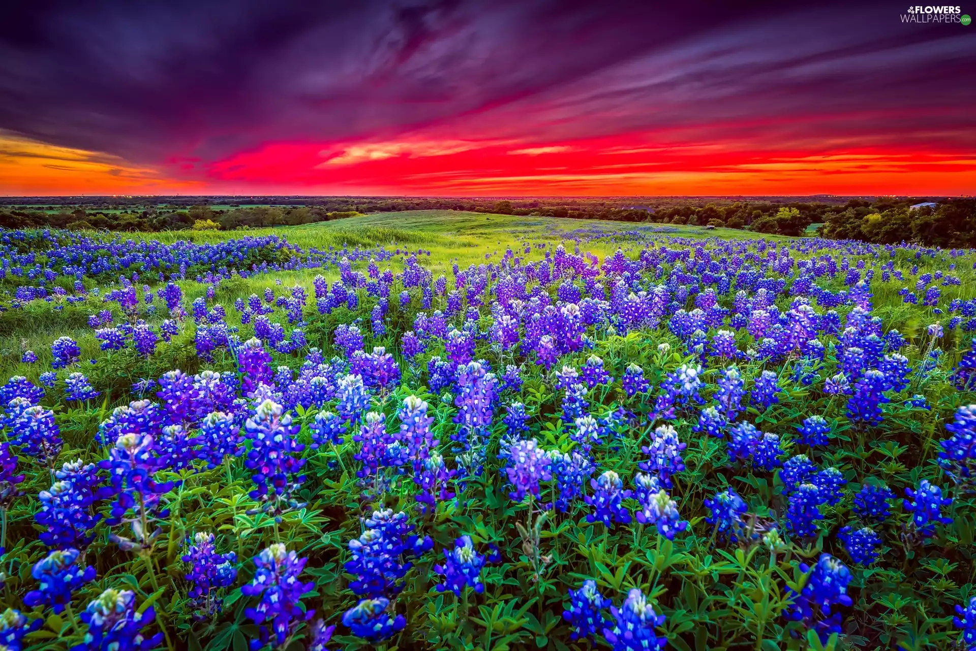 medows, pastures, lupine, trees, Teksas, USA, west, sun, viewes