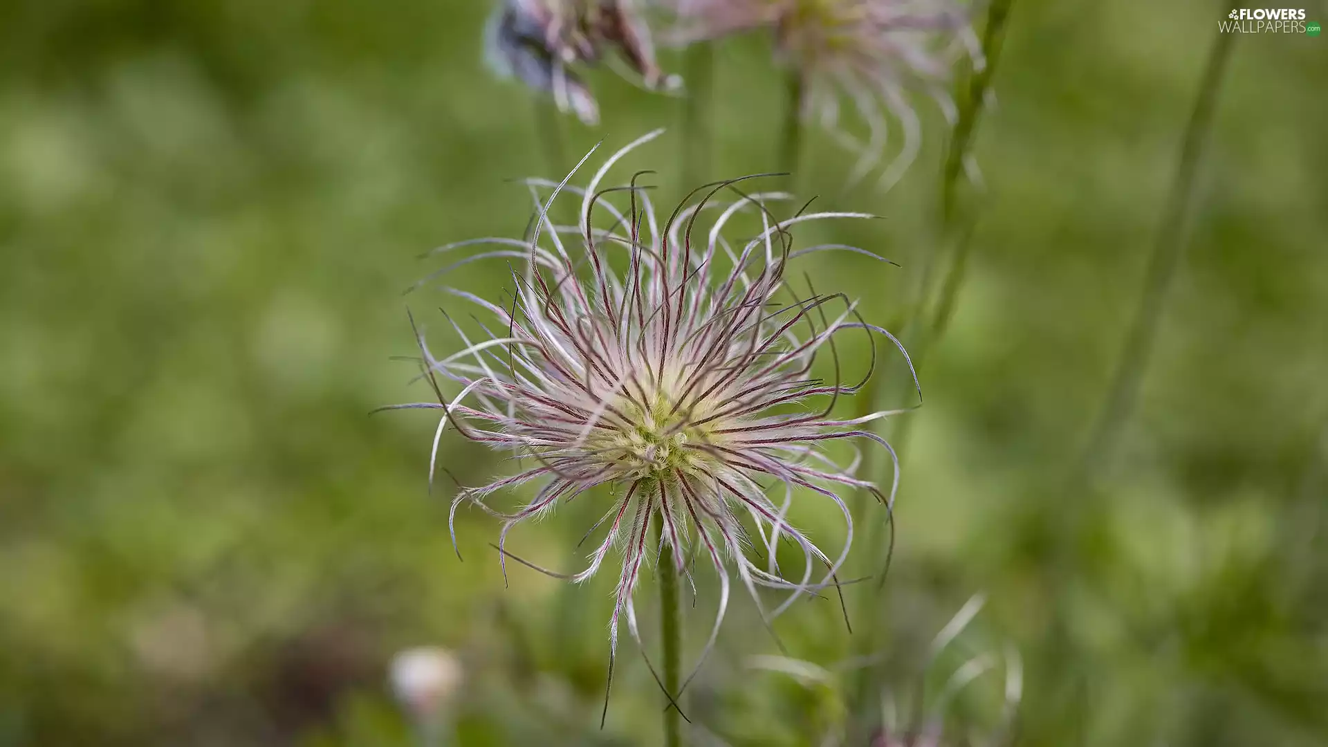 pasque, Colourfull Flowers, menopause