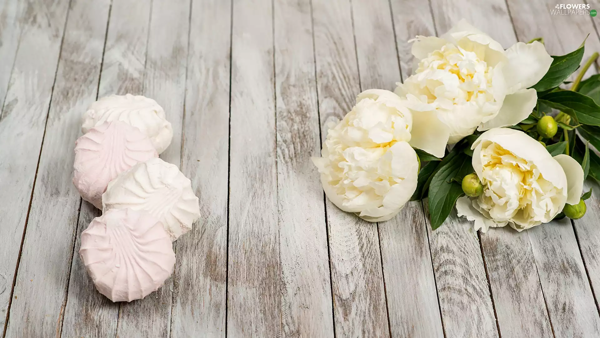 meringues, White, Peonies