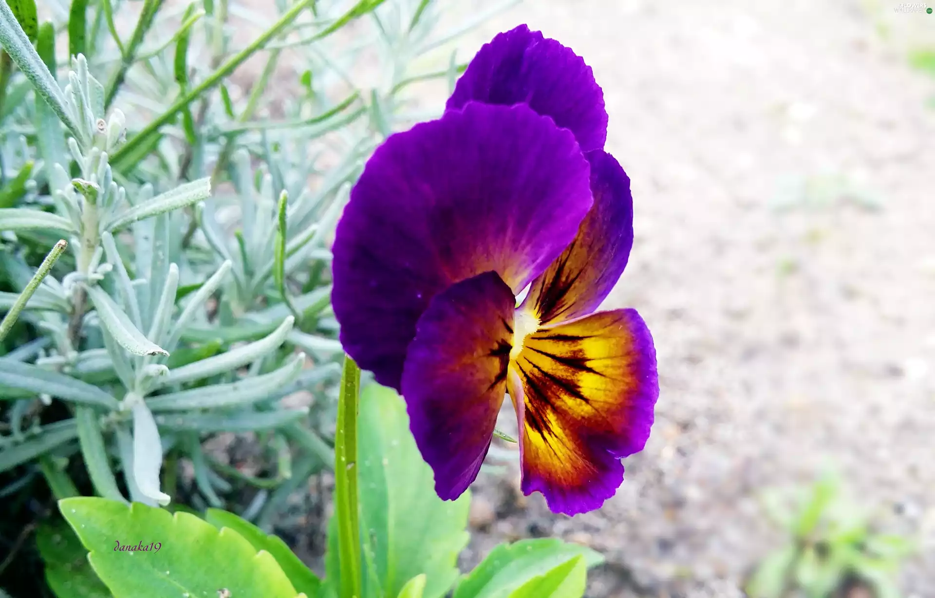 yellow, claret, pansy, Modrakowo, Colourfull Flowers