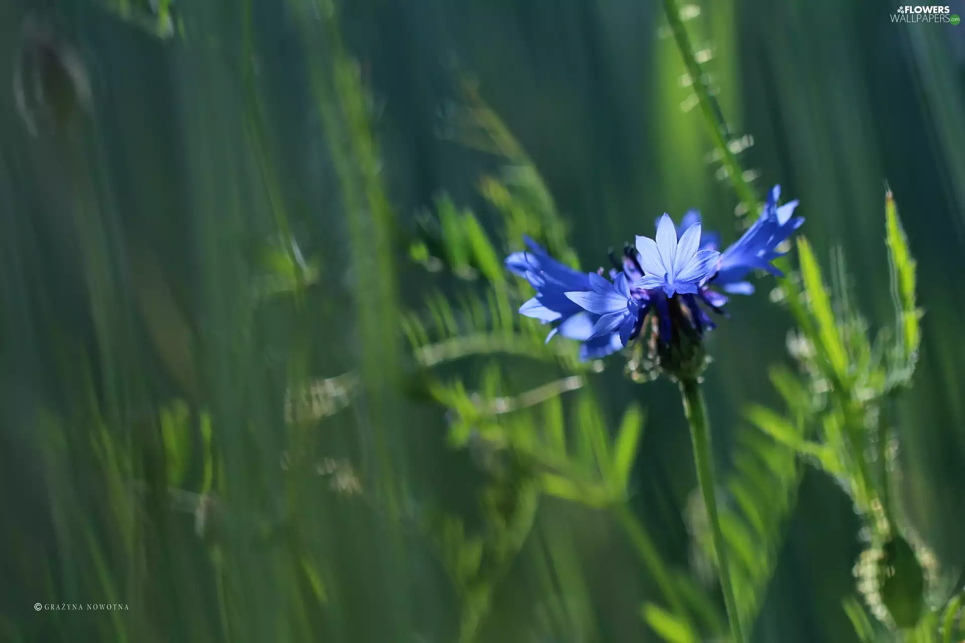 Colourfull Flowers, Chaber, Modrakowy