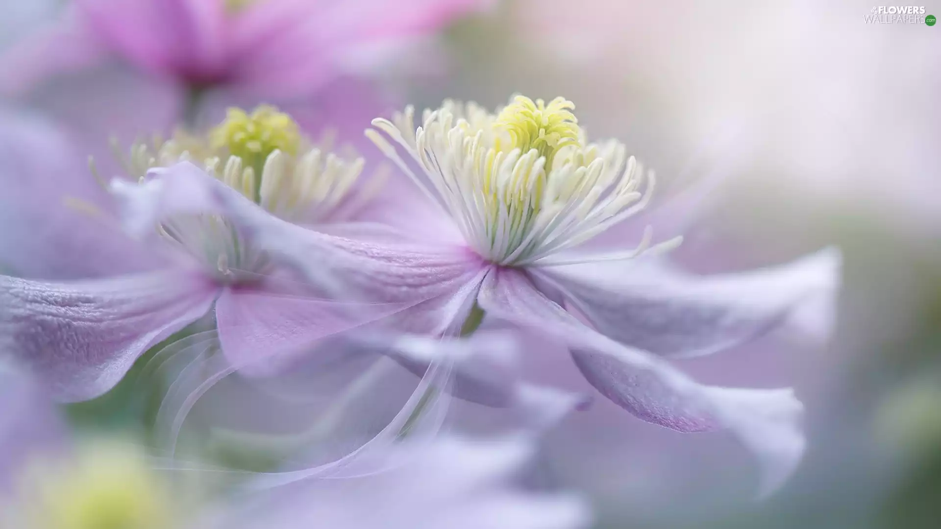 Clematis Montana, pale pink, Flowers