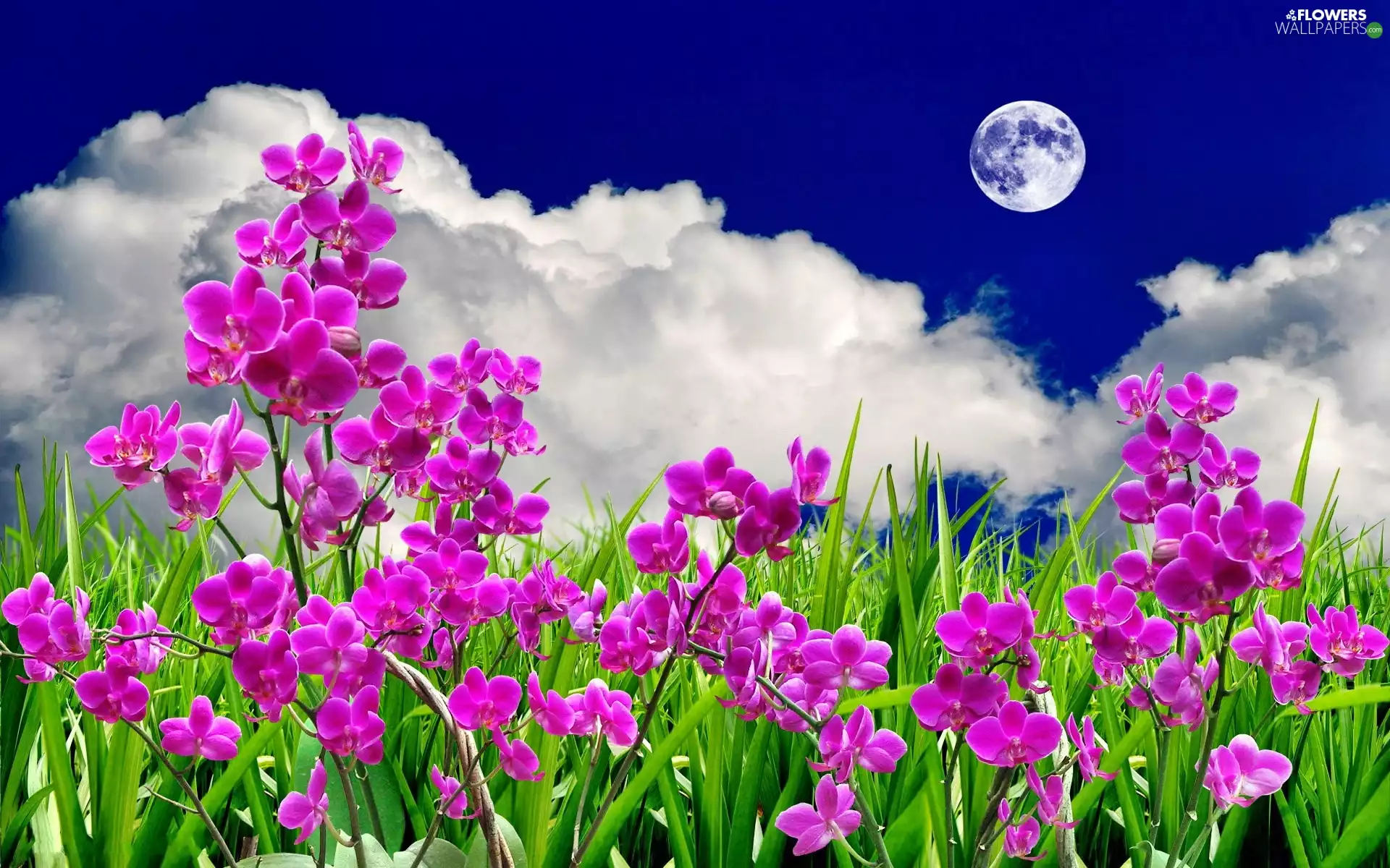 Flowers, clouds, moon, orchids