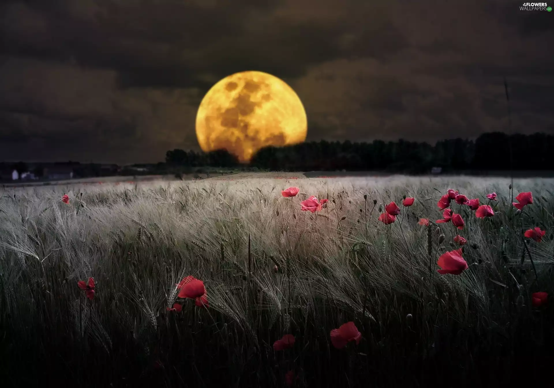 moon, corn, papavers