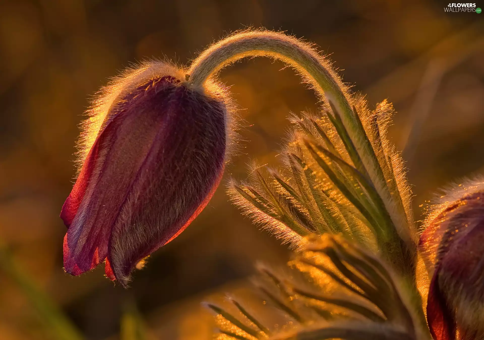 morning, Cherry, pasque