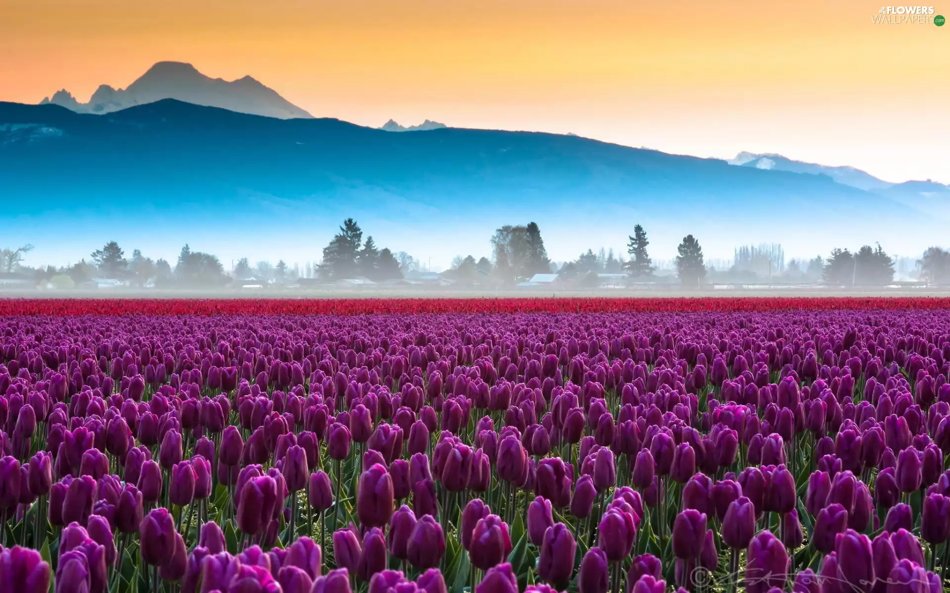 Fog, morning, tulips, Mountains, Field