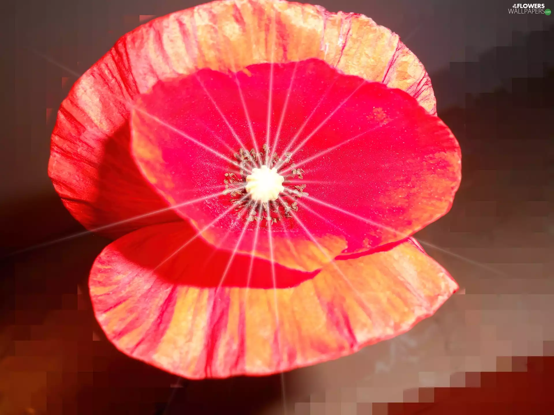 Mosaic, background, Centre, glimmer, red weed