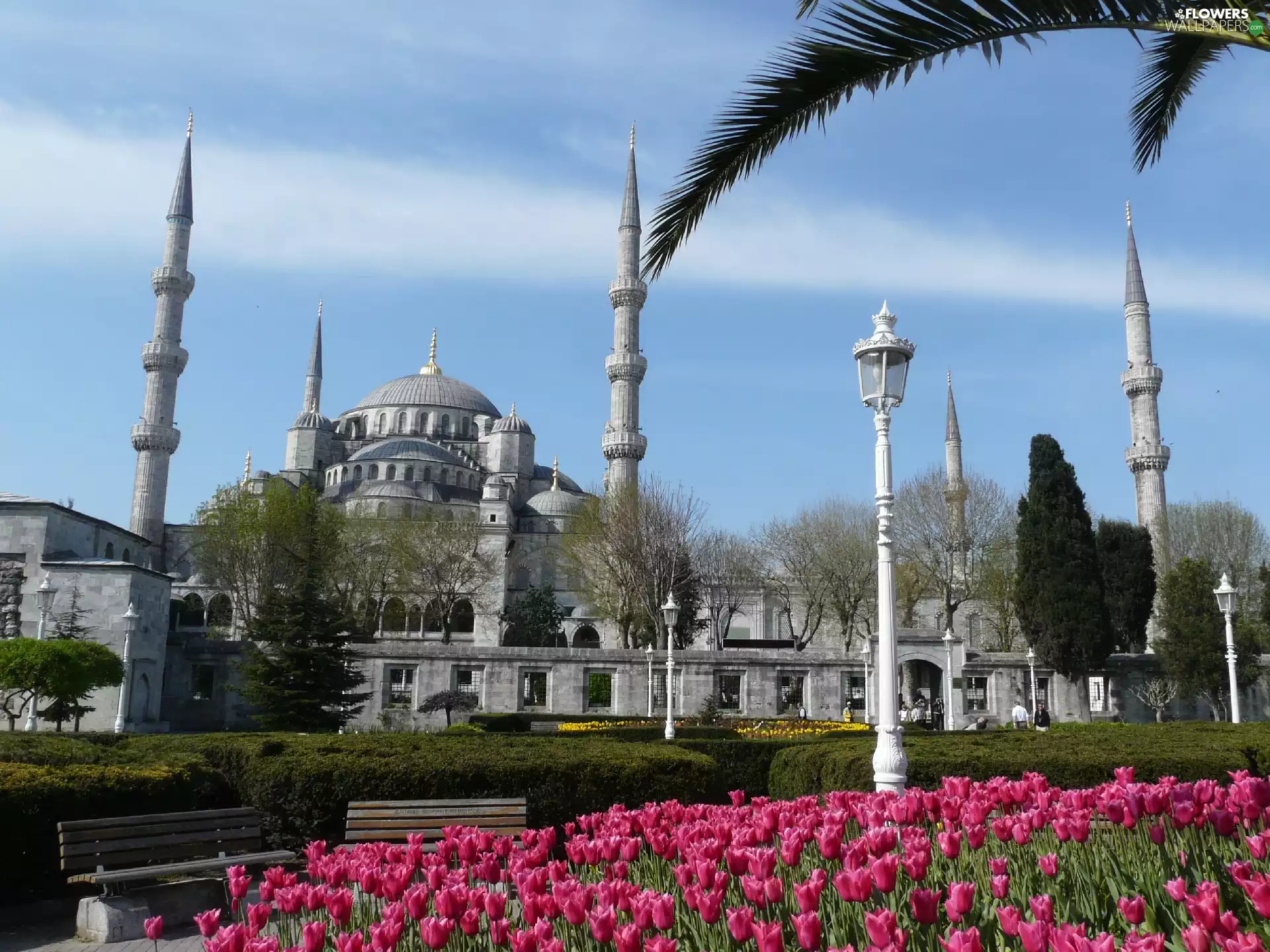 blue, Tulips, Istanbul, mosque
