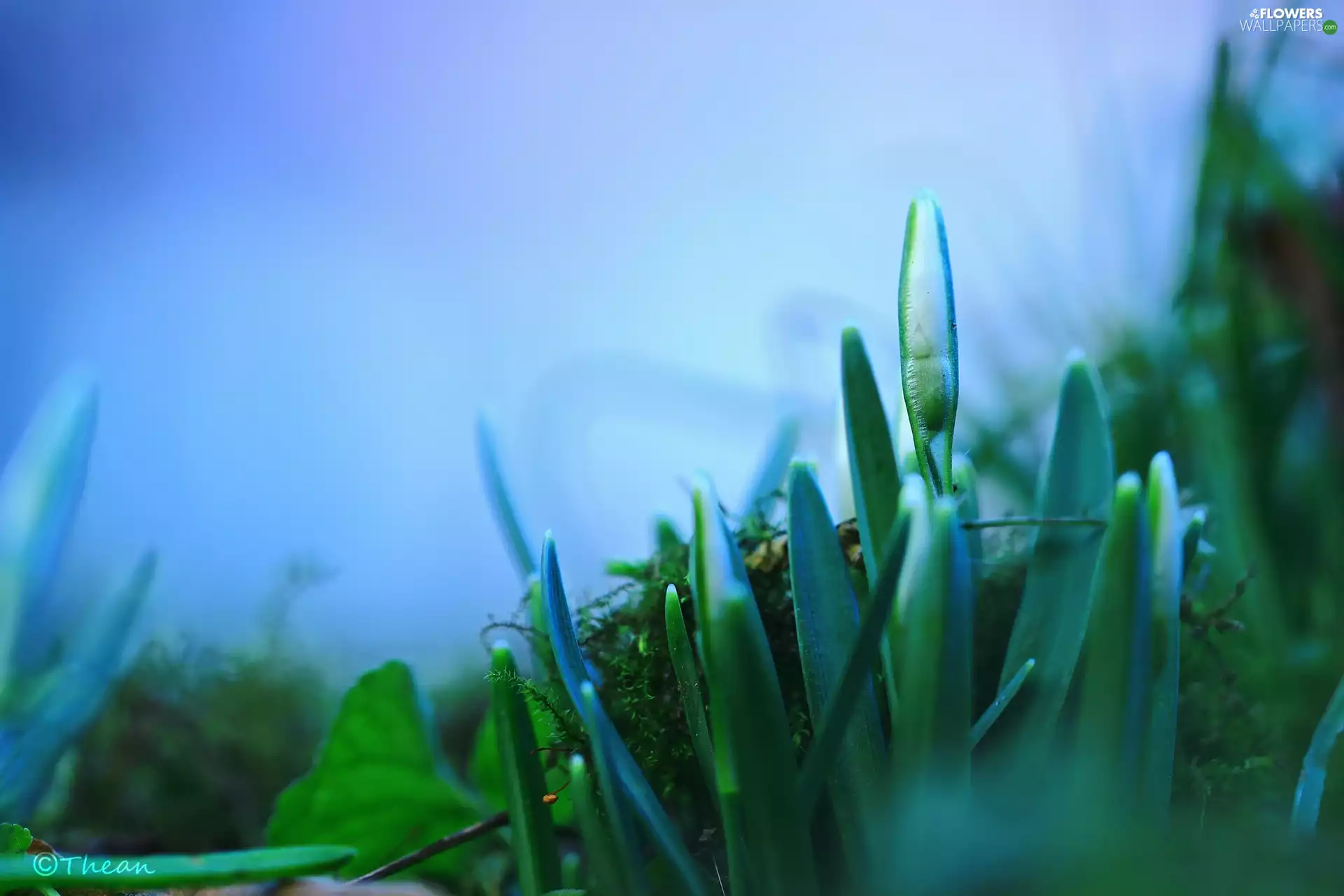 Moss, Snowdrop, bud