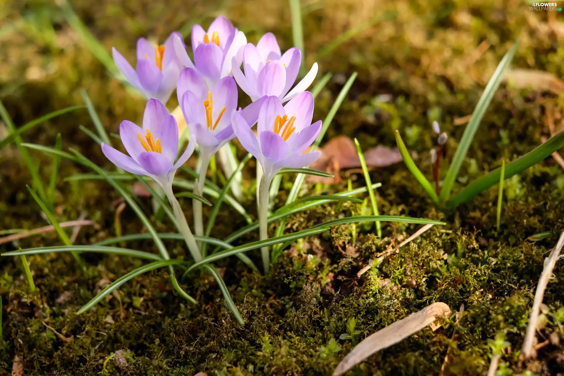 Moss, purple, crocuses