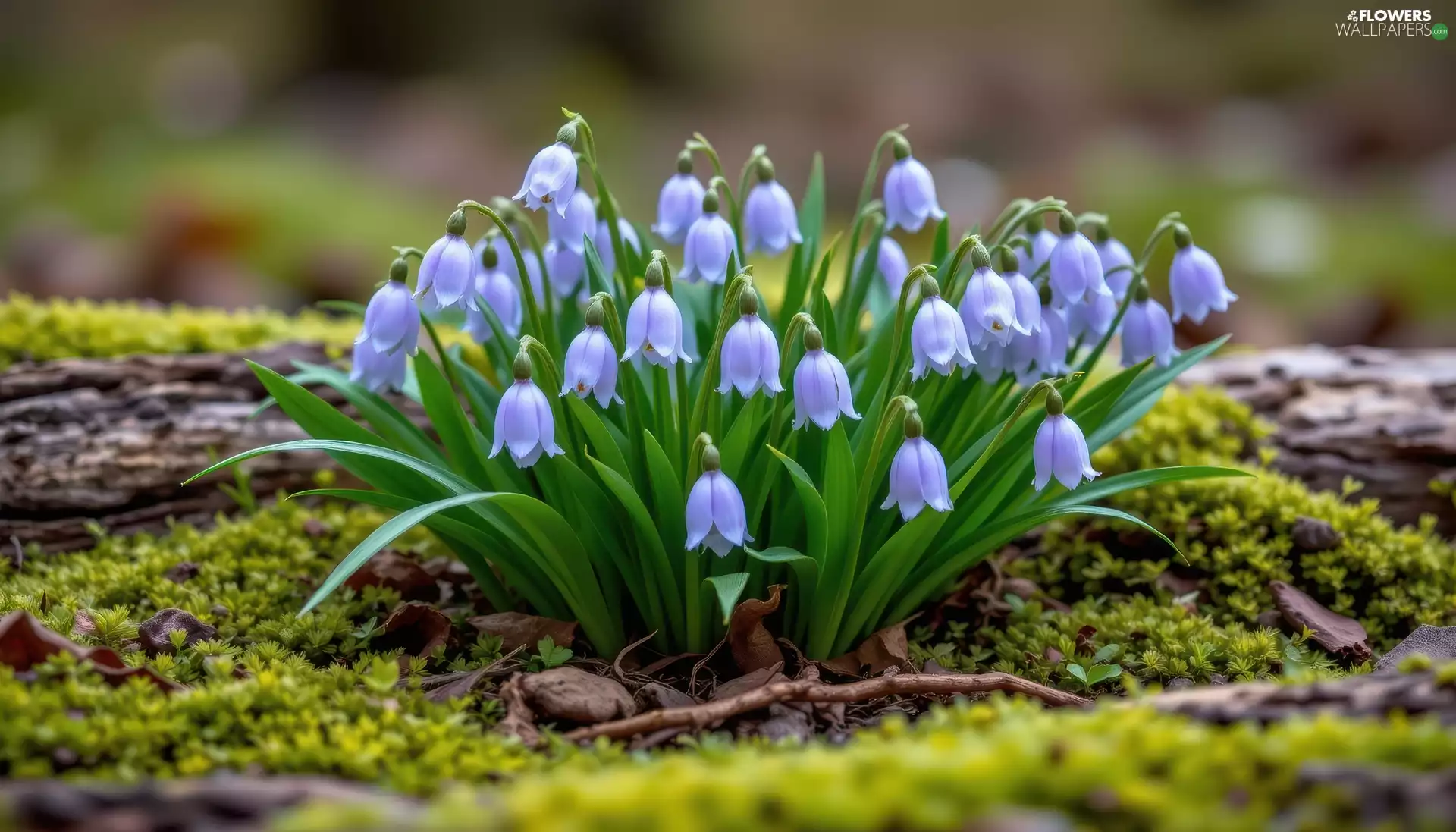 leaves, Moss, Flowers, ringtones, purple