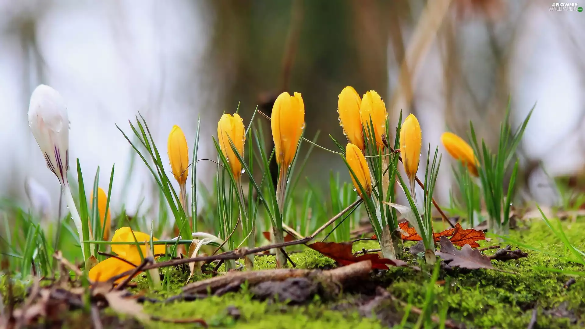 crocuses, Flowers, Leaf, Moss, dry, Yellow