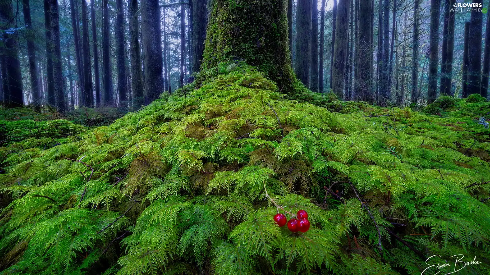 fern, Red Currant, mossy, trunk, forest