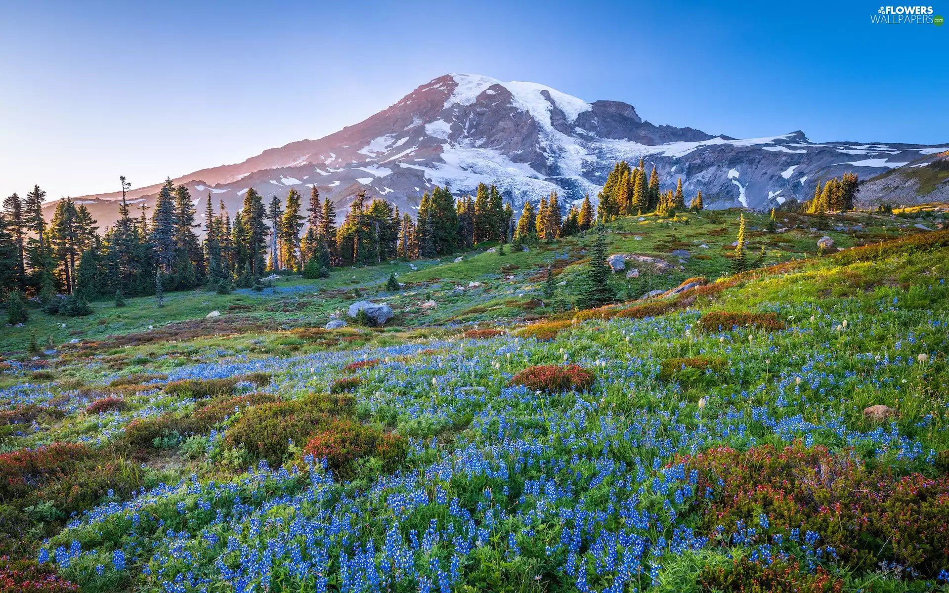 lupine, Flowers, Mount Rainier National Park, viewes, trees, Washington State, Blue, Mountains, The United States, Meadow, Mount Rainier, Stratovolcano