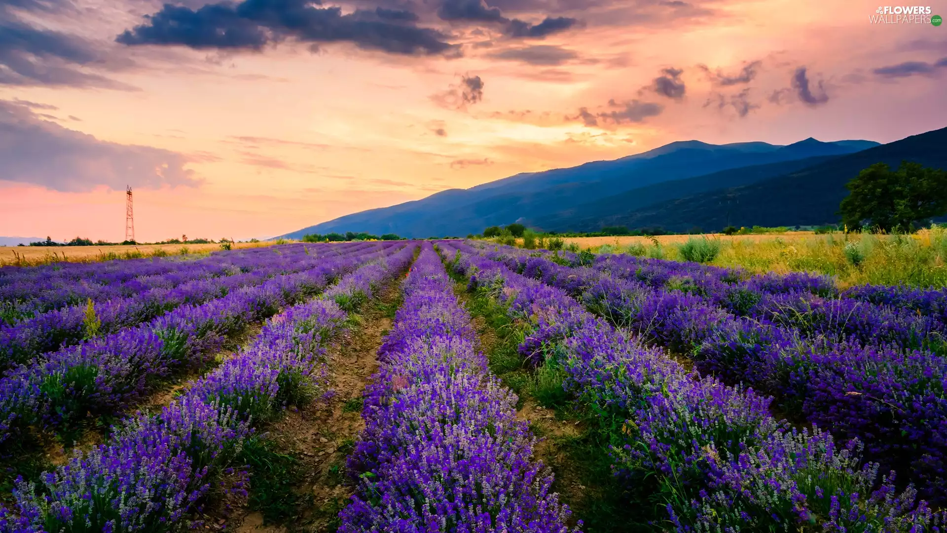 trees, lavender, clouds, Mountains, Field, viewes, Sunrise