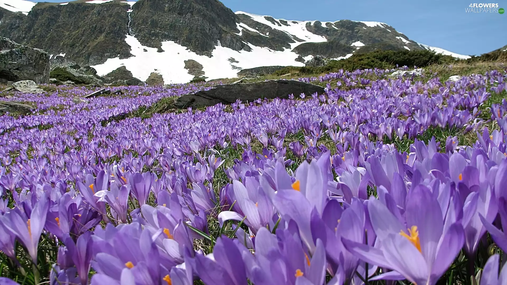 Mountains, crocuses