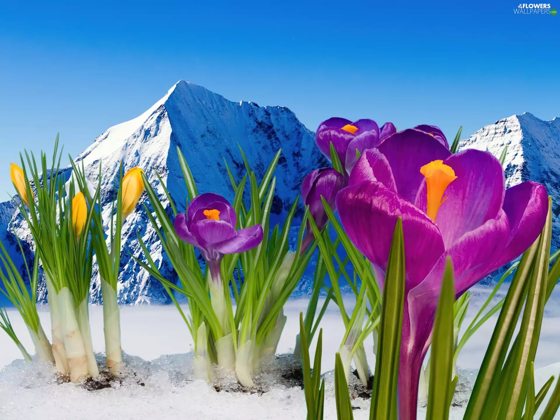crocuses, Mountains