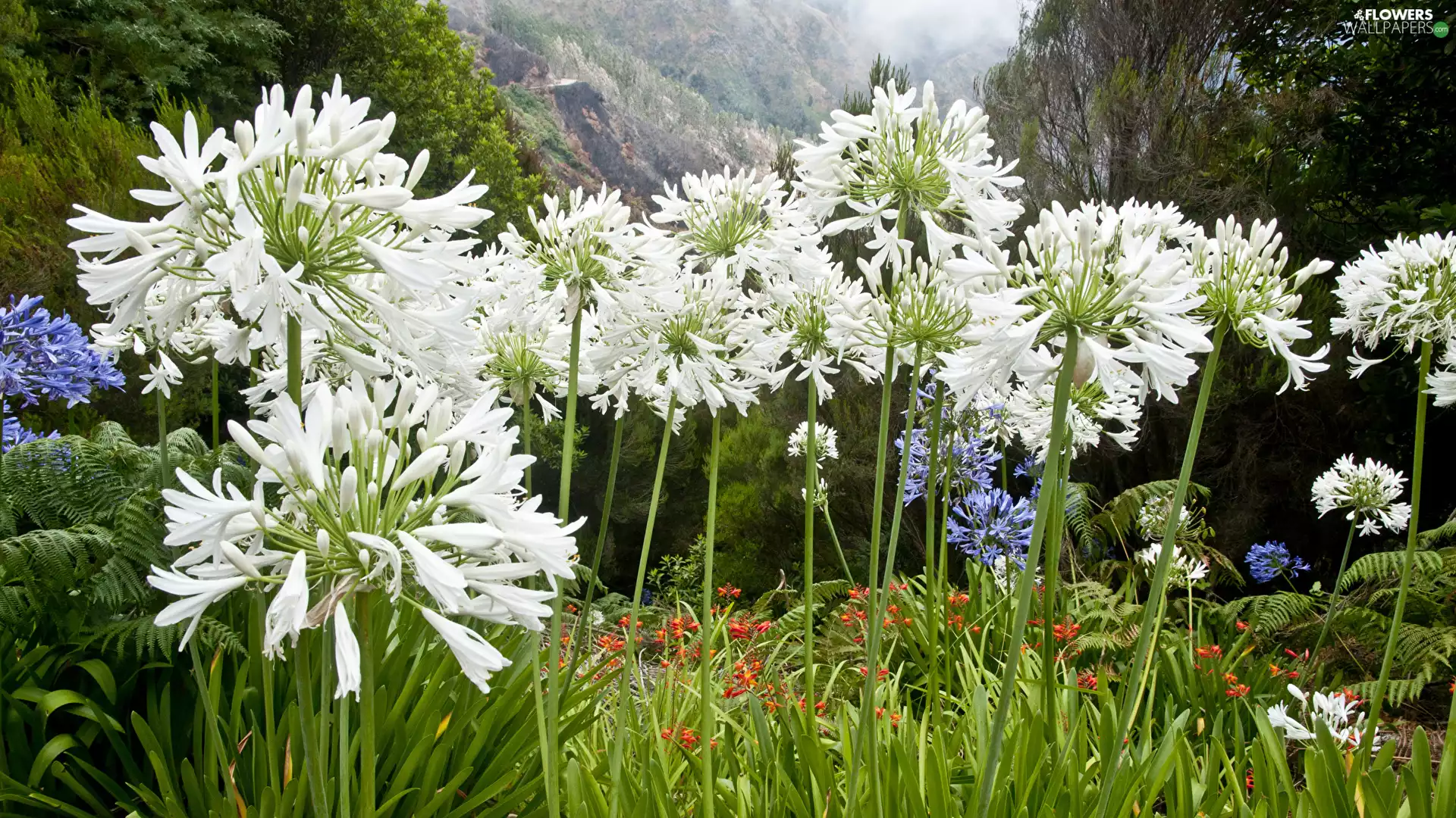 Plants, Mountains, Flowers, Agapanthus, White