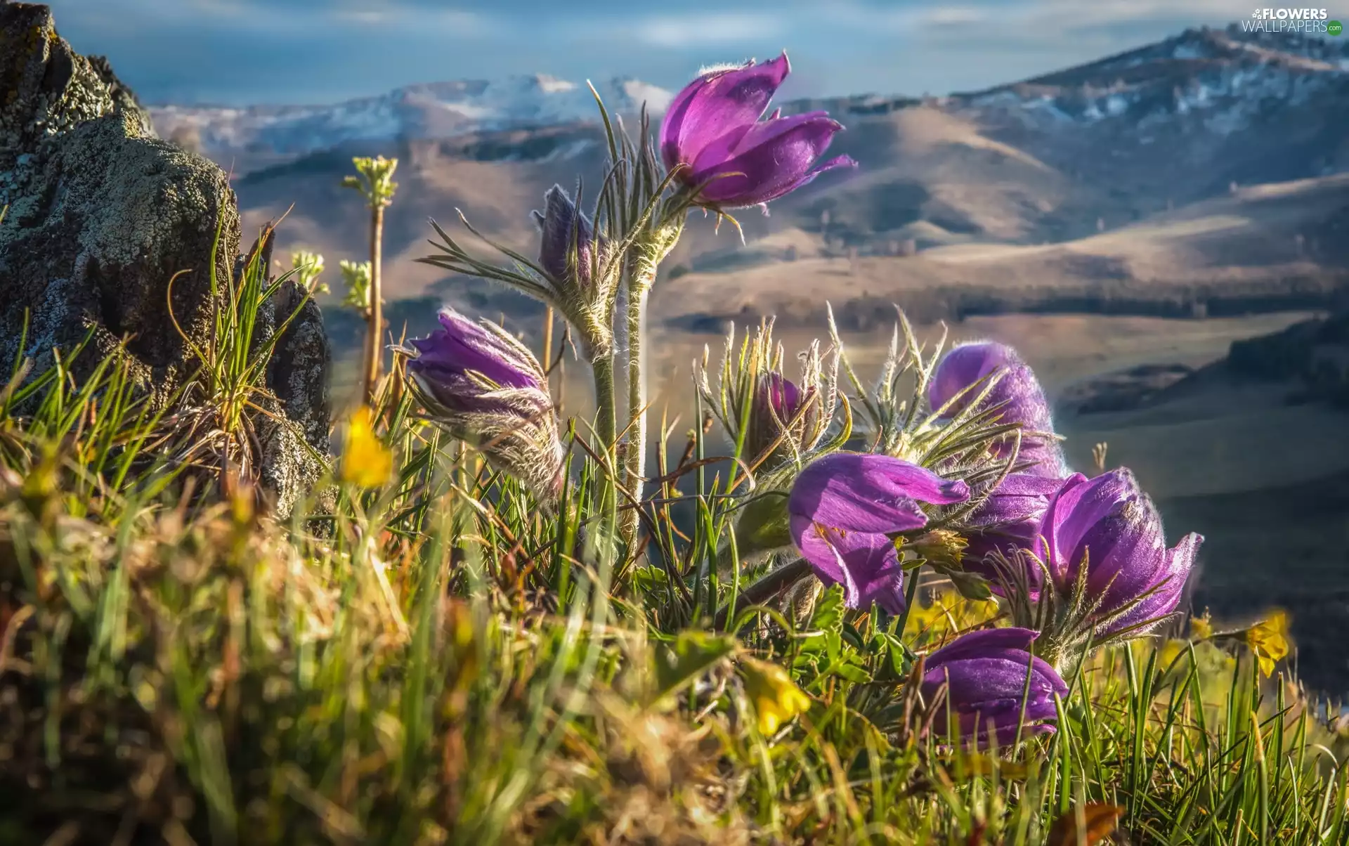 Mountains, pasque, grass