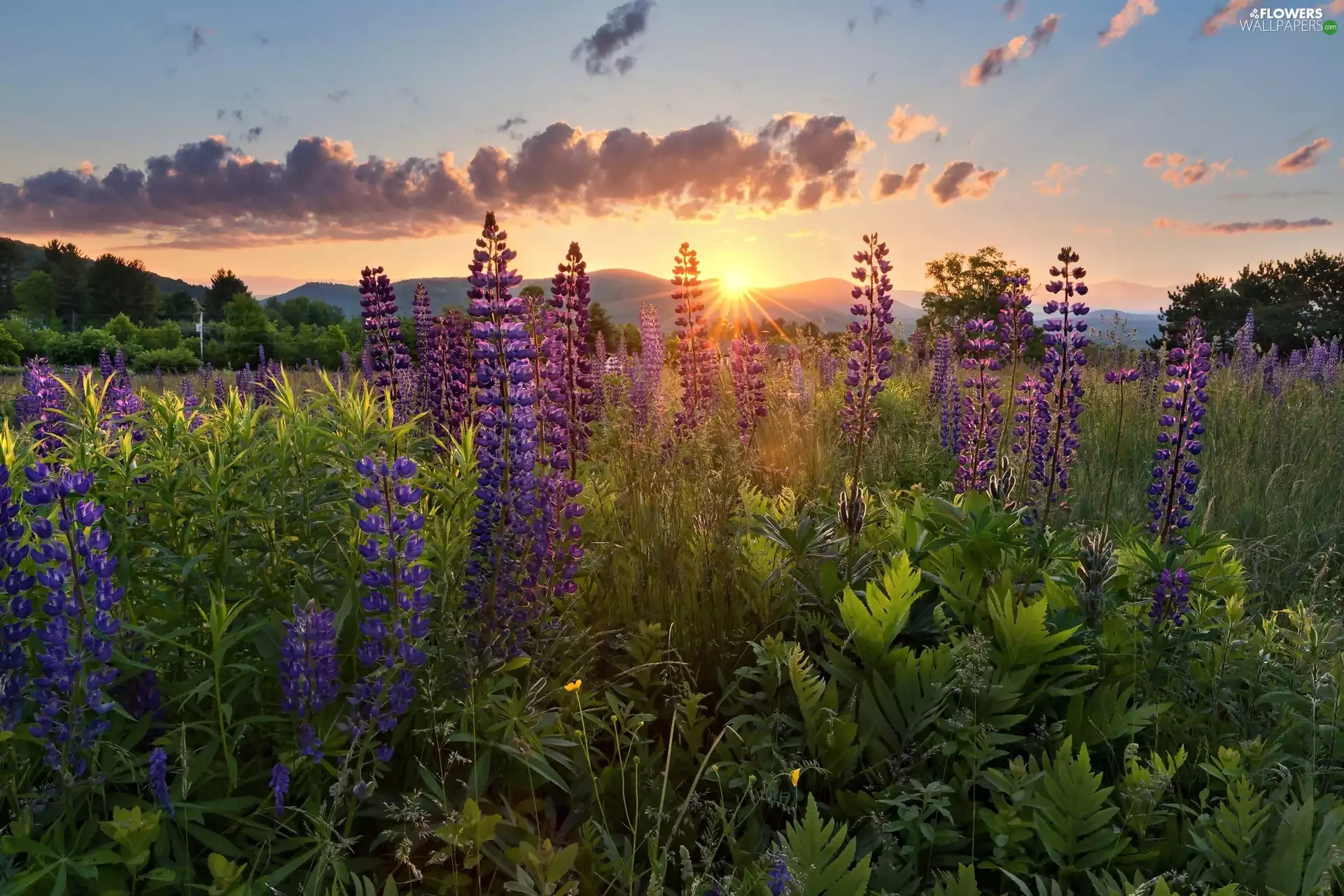 lupine, Mountains, Great Sunsets, Meadow