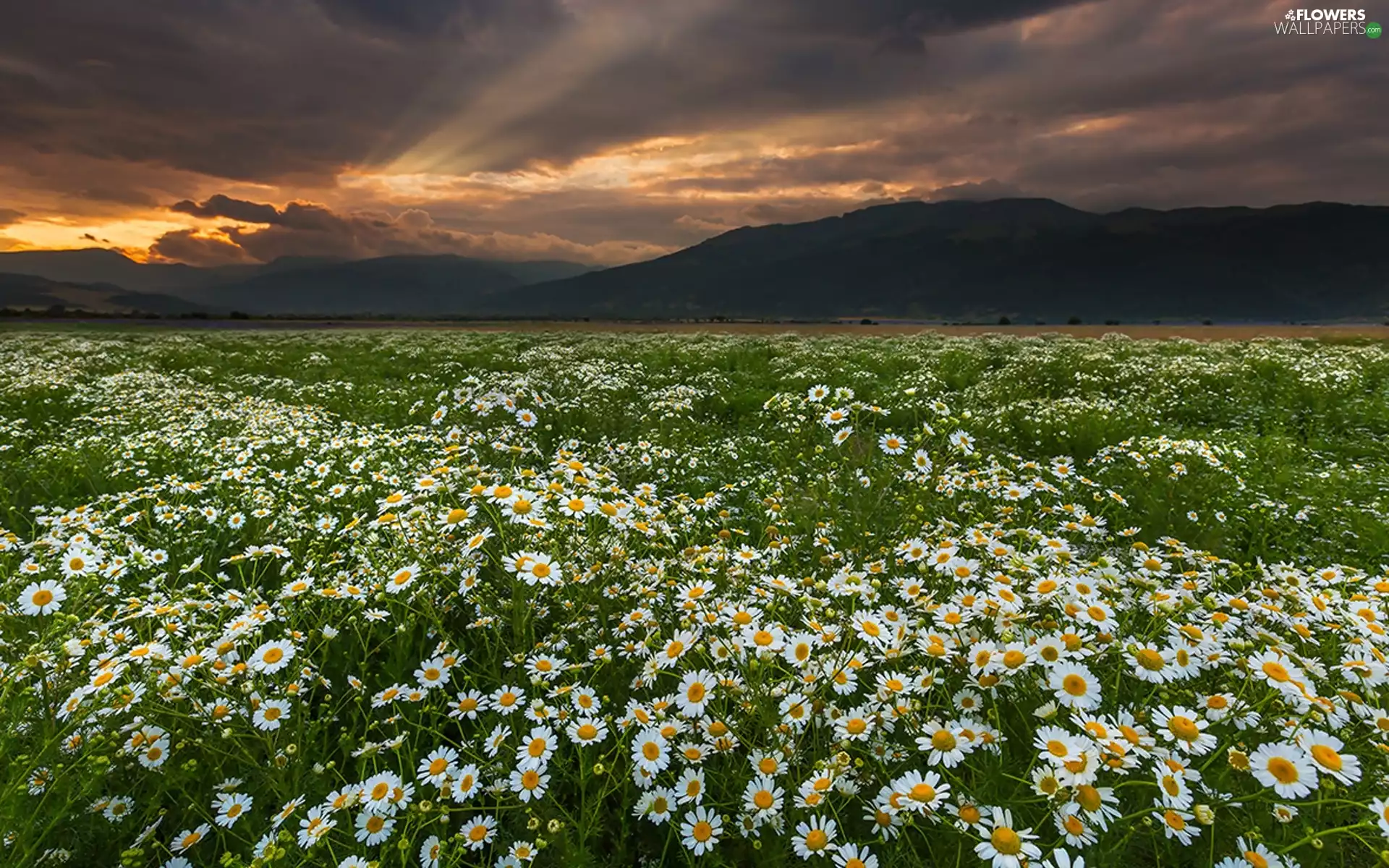 Great Sunsets, Meadow, Mountains