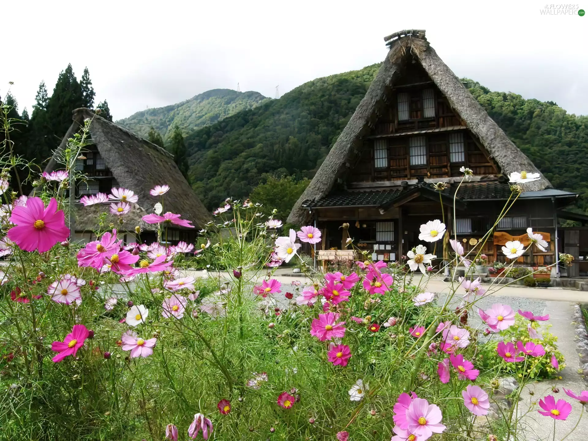 Houses, Meadow, Cosmos, Mountains