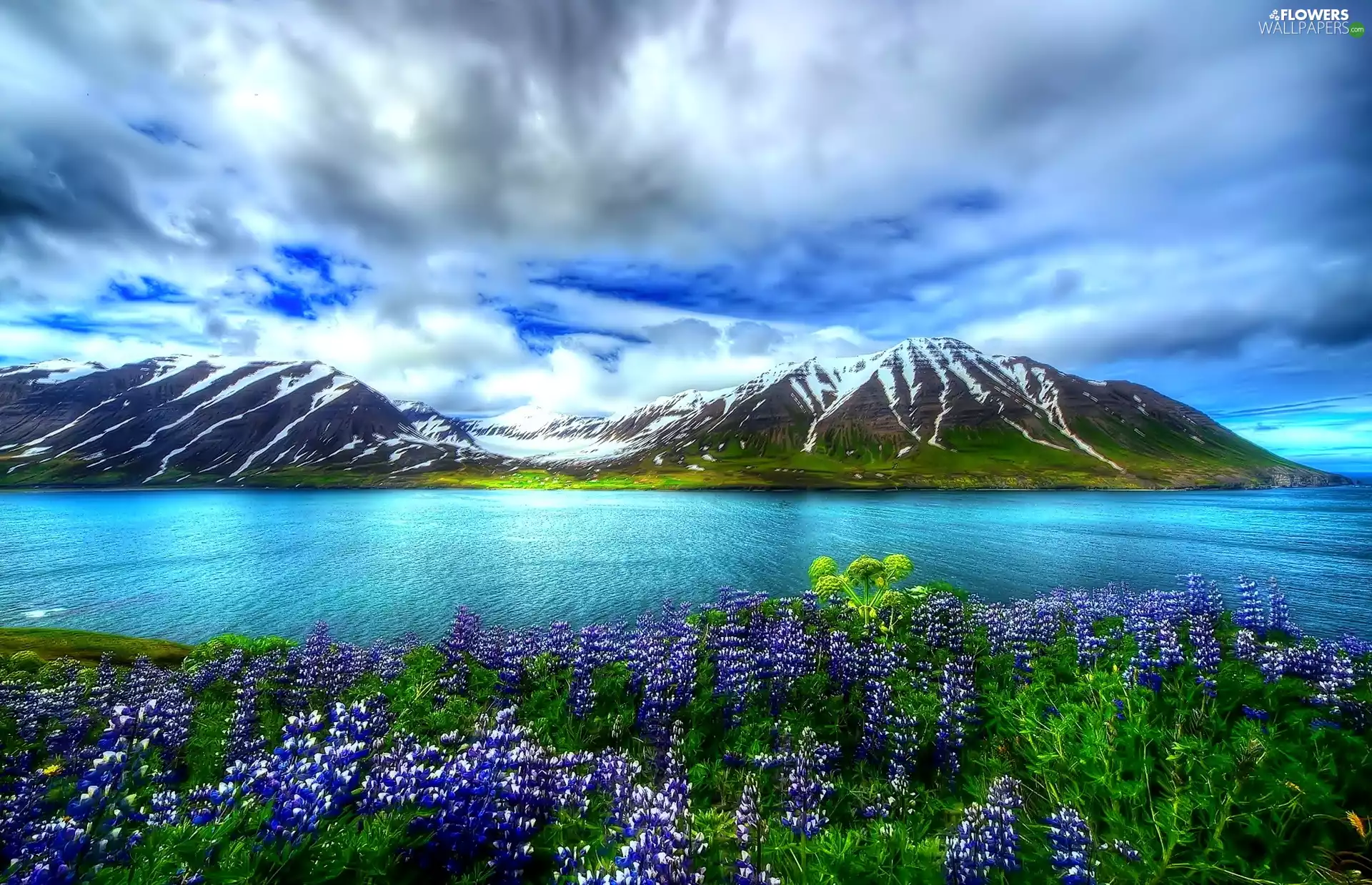 lake, clouds, lupine, Mountains