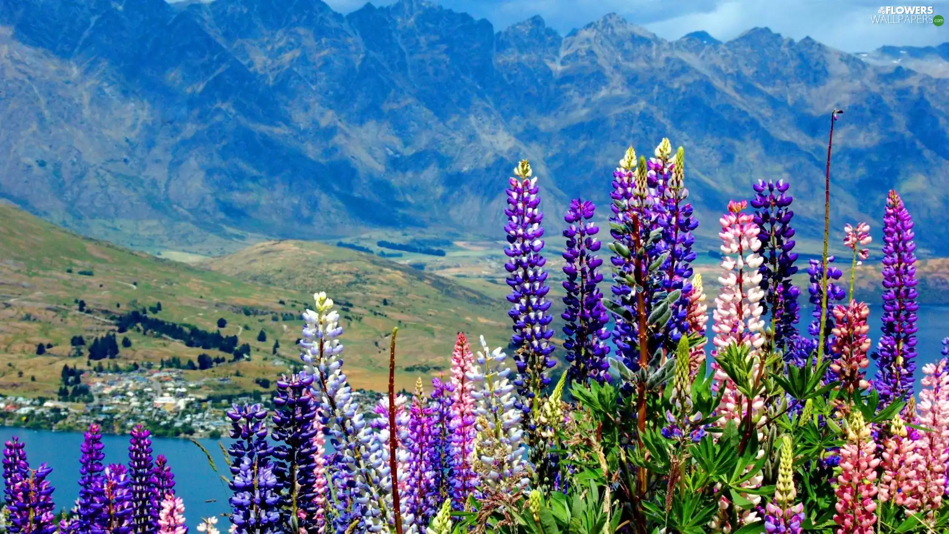 Mountains, lupine