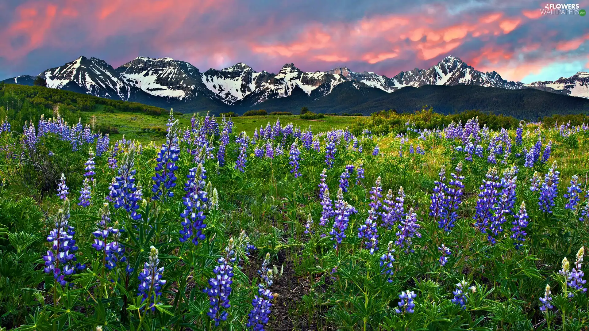 Meadow, lupine, Mountains, Flowers - Flowers wallpapers ...