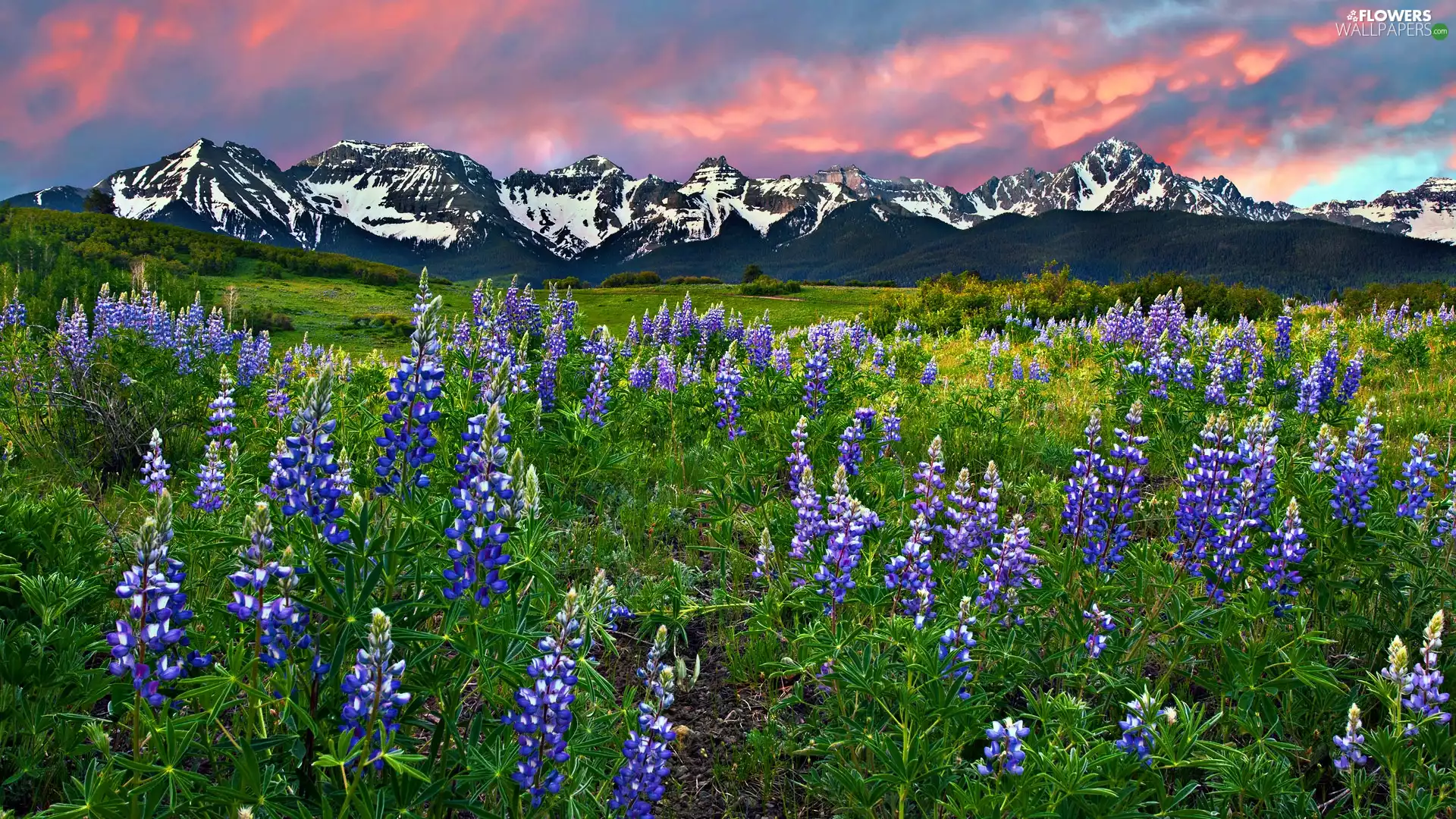 Meadow, lupine, Mountains, Flowers