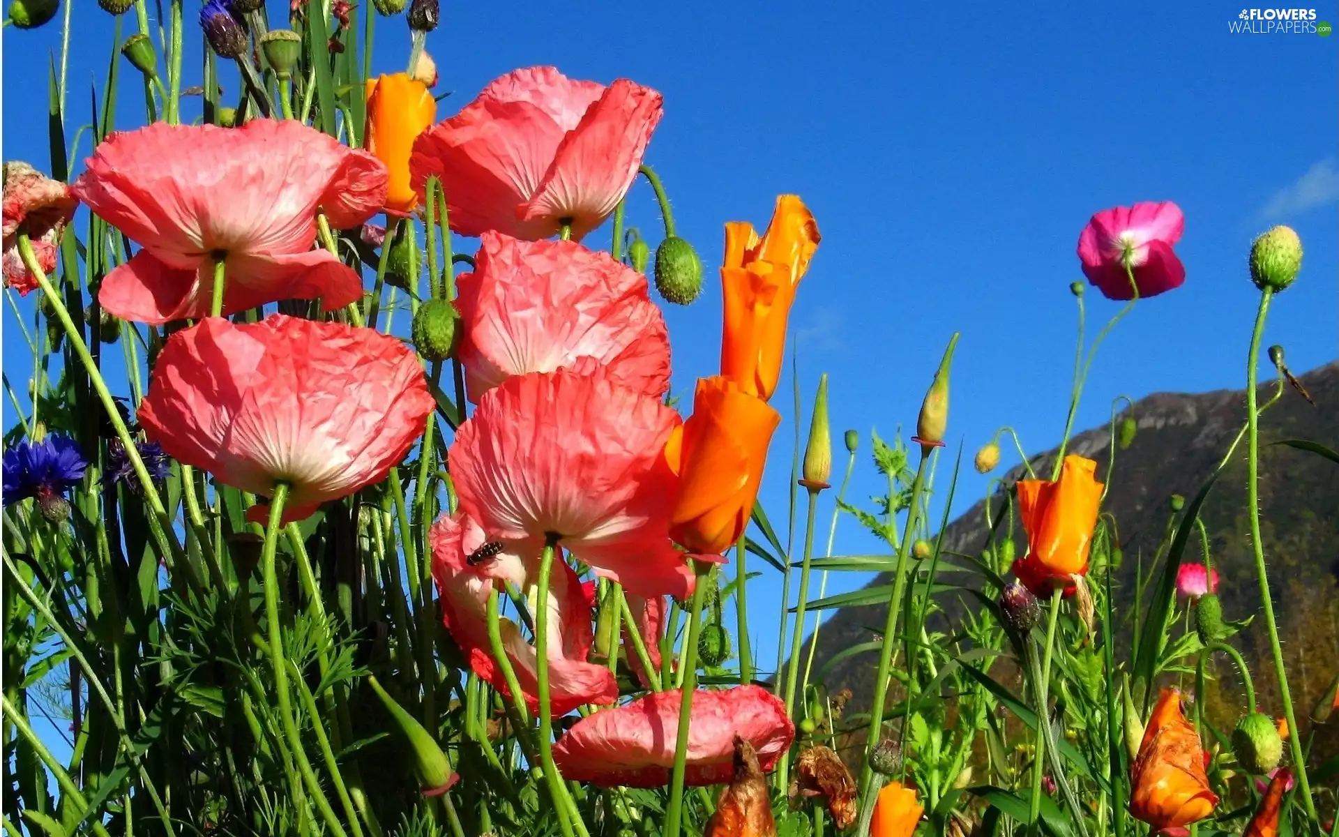 mountains, papavers, Meadow