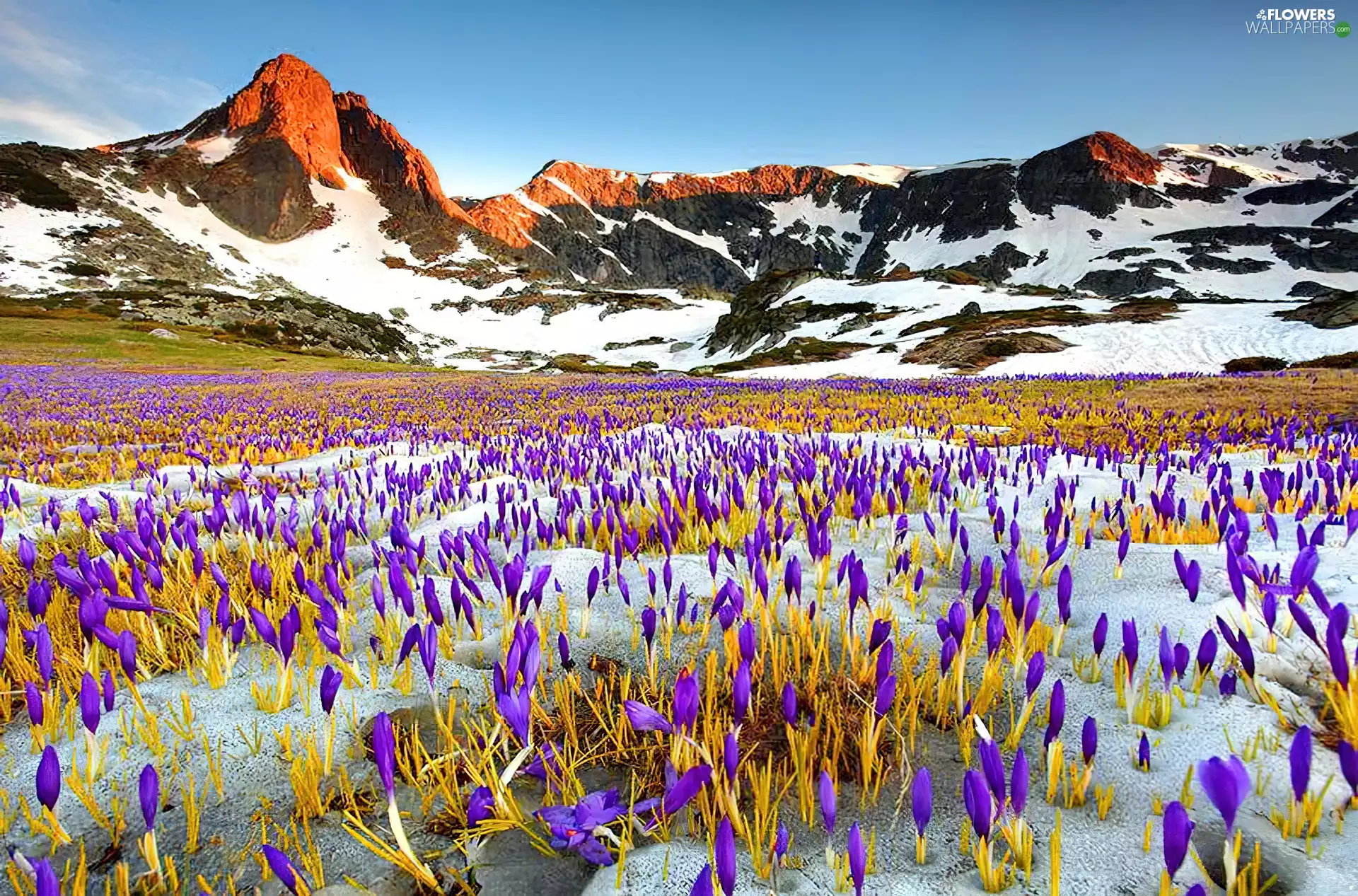 Meadow, crocuses, Spring, Mountains