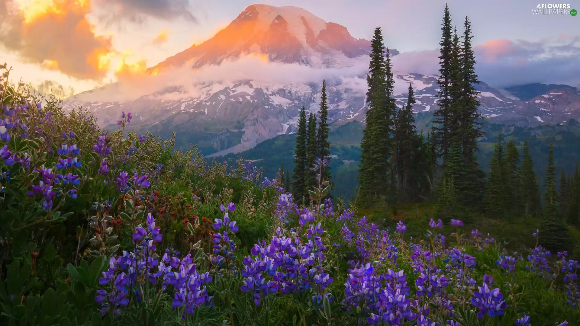 trees, Stratovolcano Mount Rainier, Meadow, viewes, Flowers, The United States, Washington State, Mount Rainier National Park, Mountains, clouds, lupine