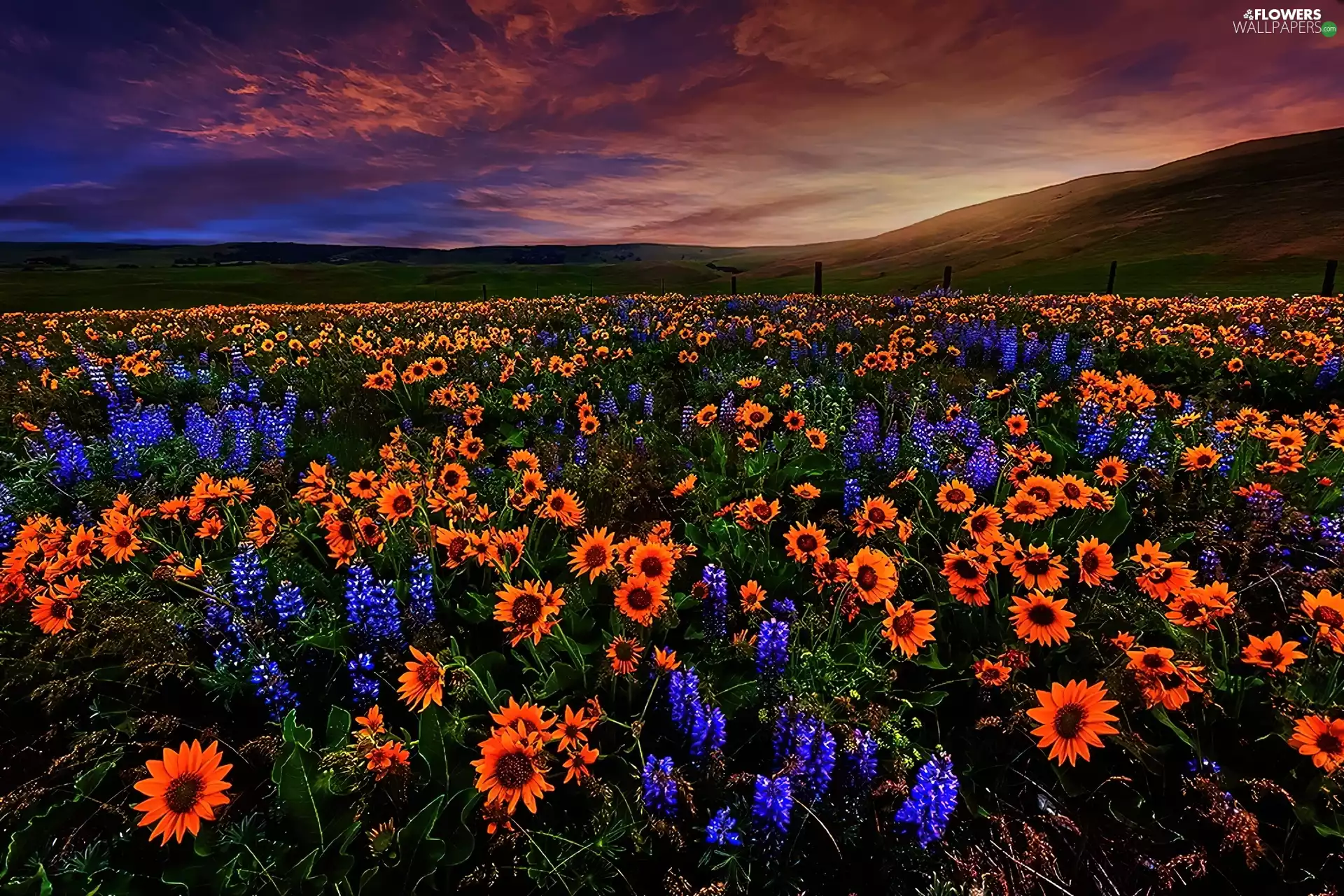 west, Mountains, Nice sunflowers, sun