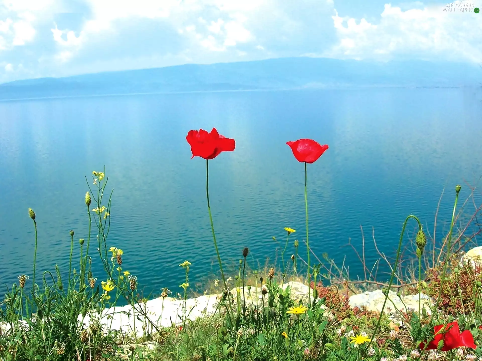 Mountains, lake, papavers