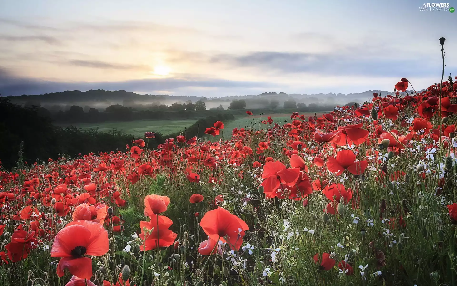 Fog, Mountains, papavers, woods, Meadow