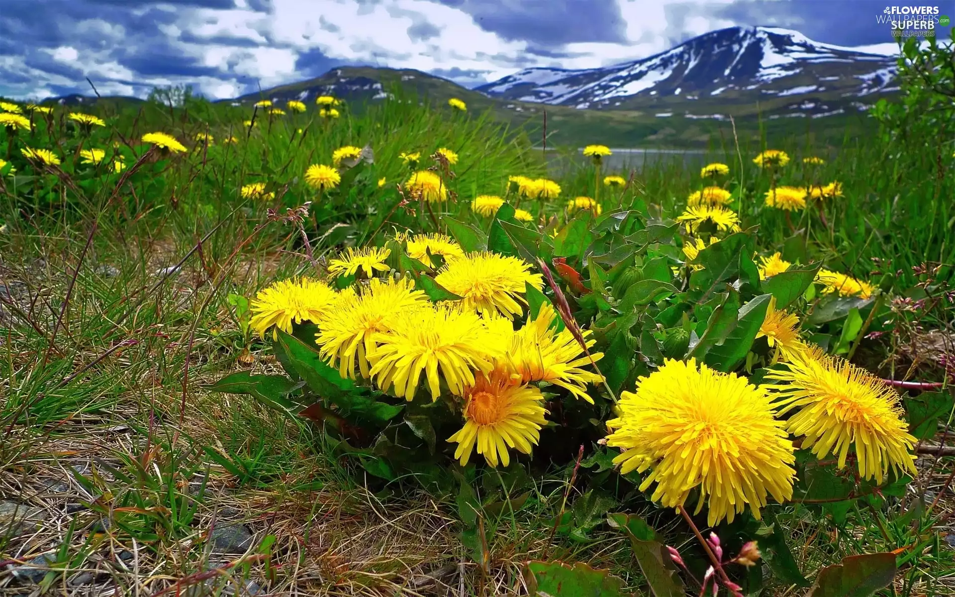 Mountains, Meadow, puffball