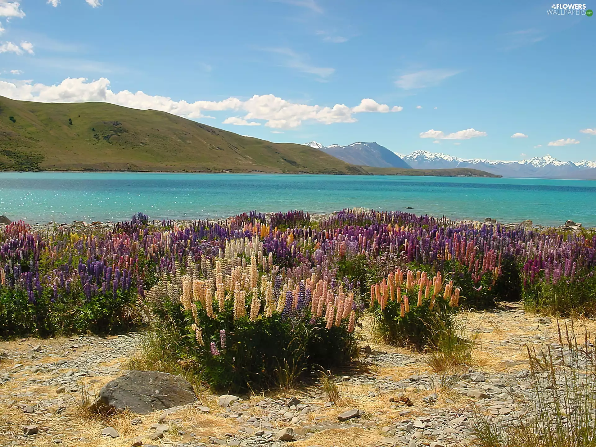 Mountains, lupine, sea